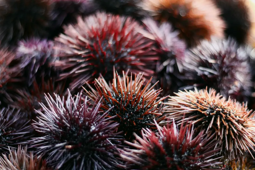 Sonia kowsar 0pa7ycrut9e unsplash