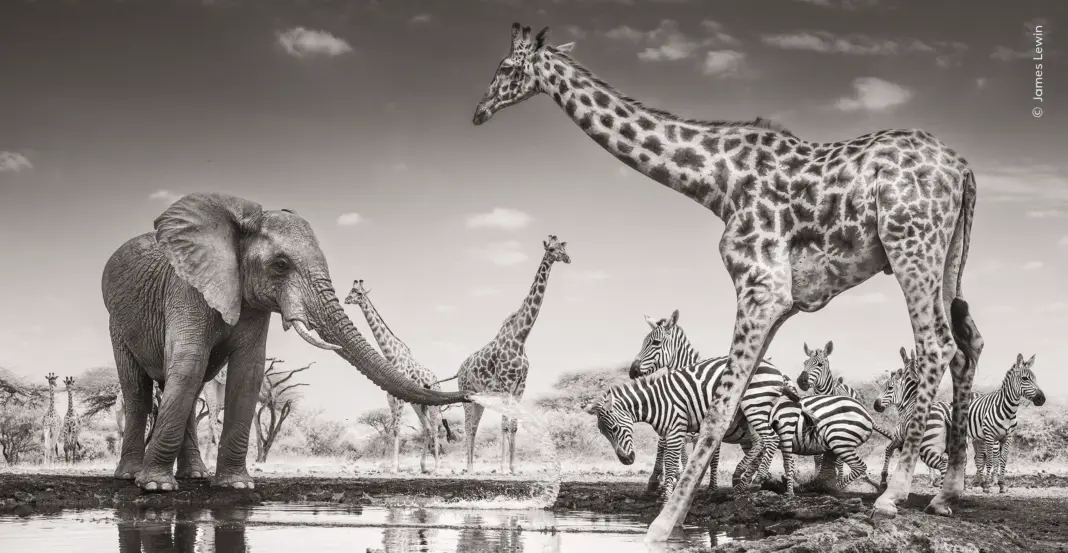 Wildlife photography oct26 pr © james lewin